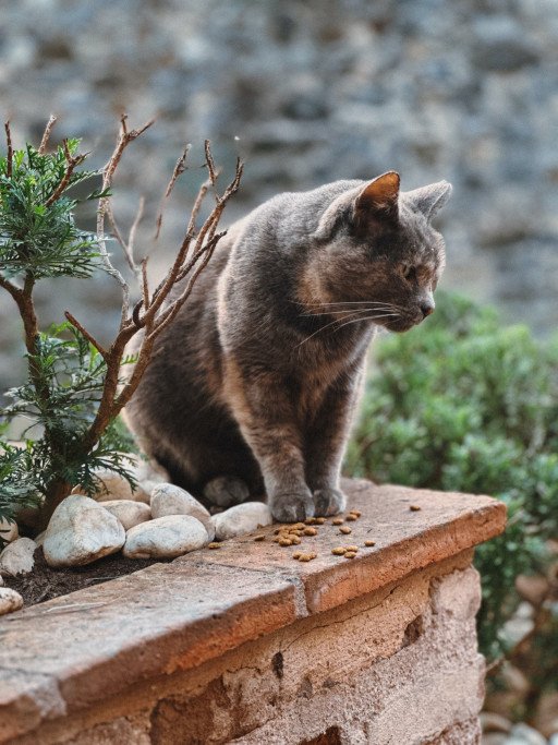 The Ultimate Guide to Creating and Maintaining Pet Gardens