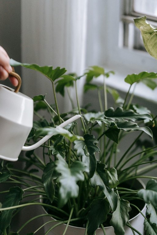 DIY Self-Watering Pot: A Step-by-Step Guide to Hassle-Free Plant Care