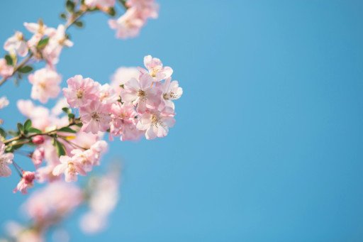 Cherry Blossom Bonsai Care