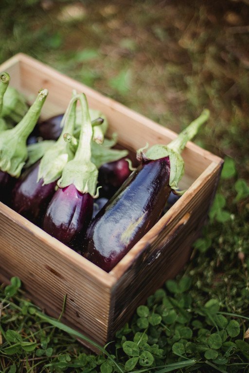 Eggplant Cultivation Tips