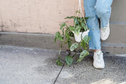The Ultimate Guide to Choosing and Styling Plant Stands for Hanging Plants