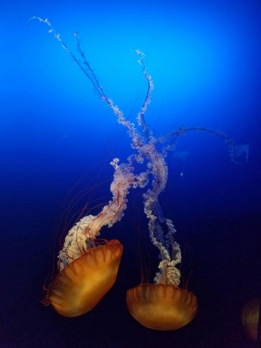 Exploring the Depths: The Majestic World of the Sea Octopus