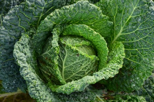 The Ultimate Guide to Edible Greens: Nutrition, Recipes, and Gardening Tips