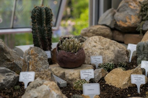 The Ultimate Guide to Selecting and Caring for Plants in Your Rockery Garden